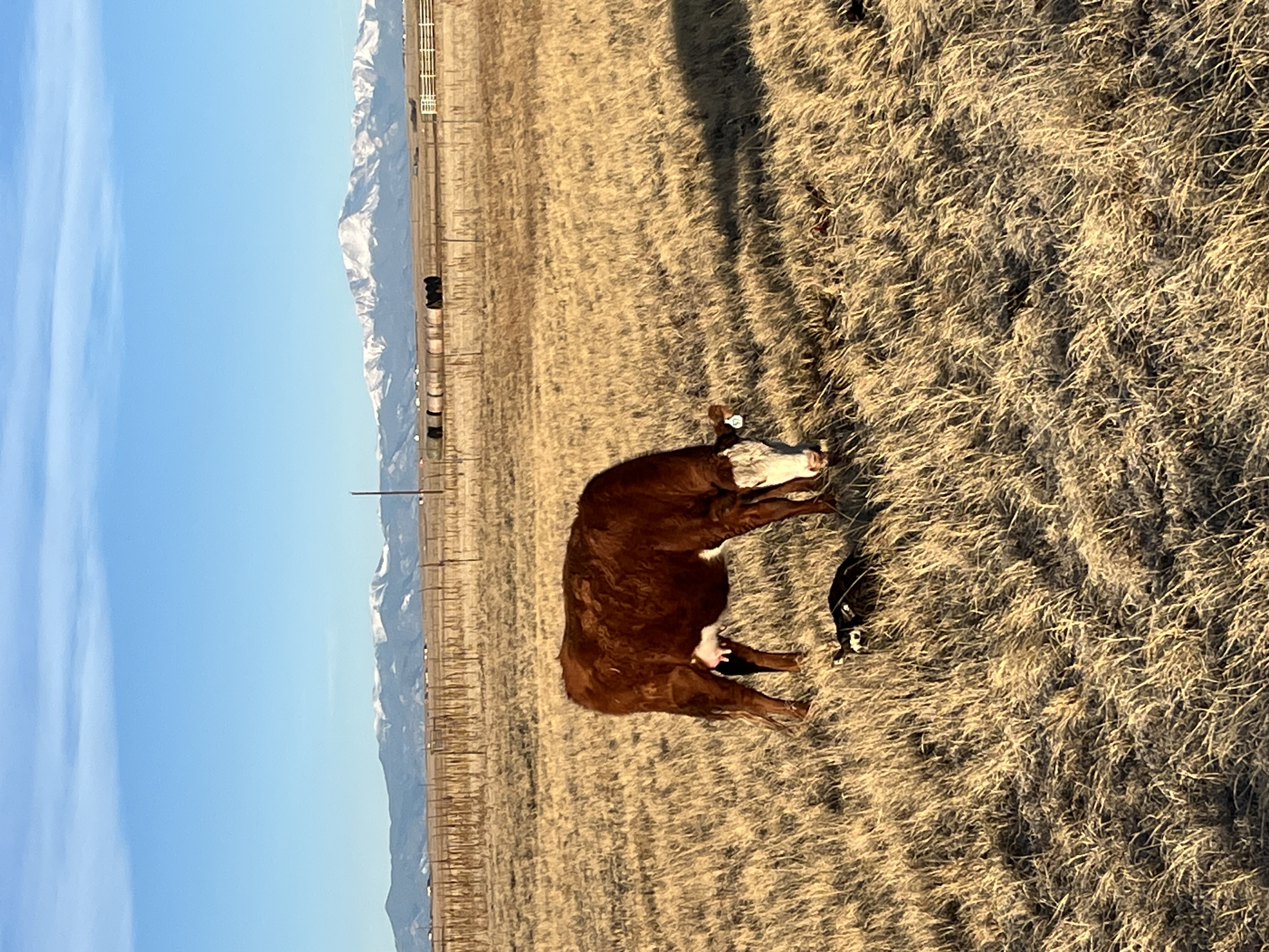 Hereford cow with newborn calf in Colorado pasture with Pikes Peak in the background