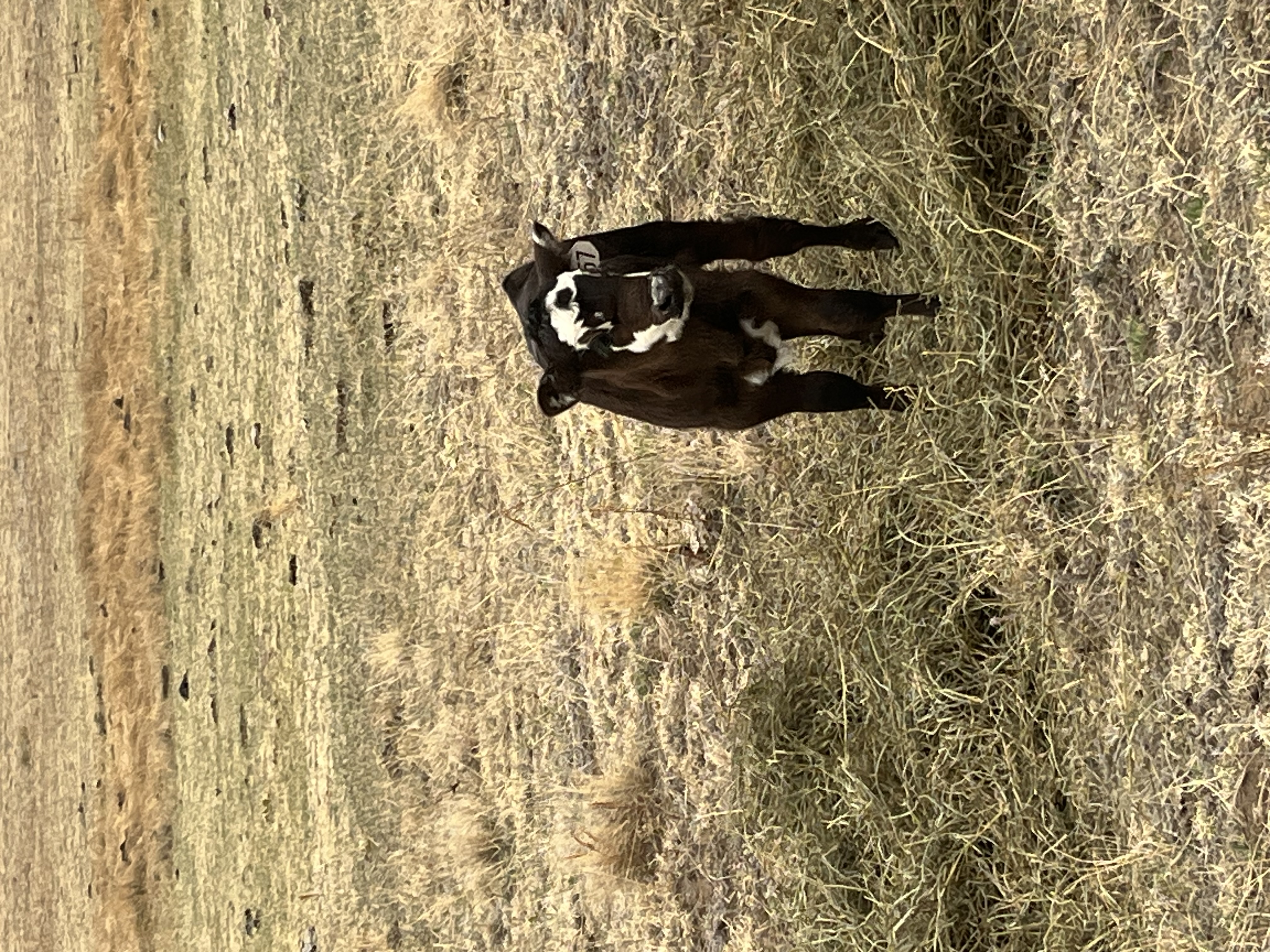Young black baldy calf standing in Colorado pasture